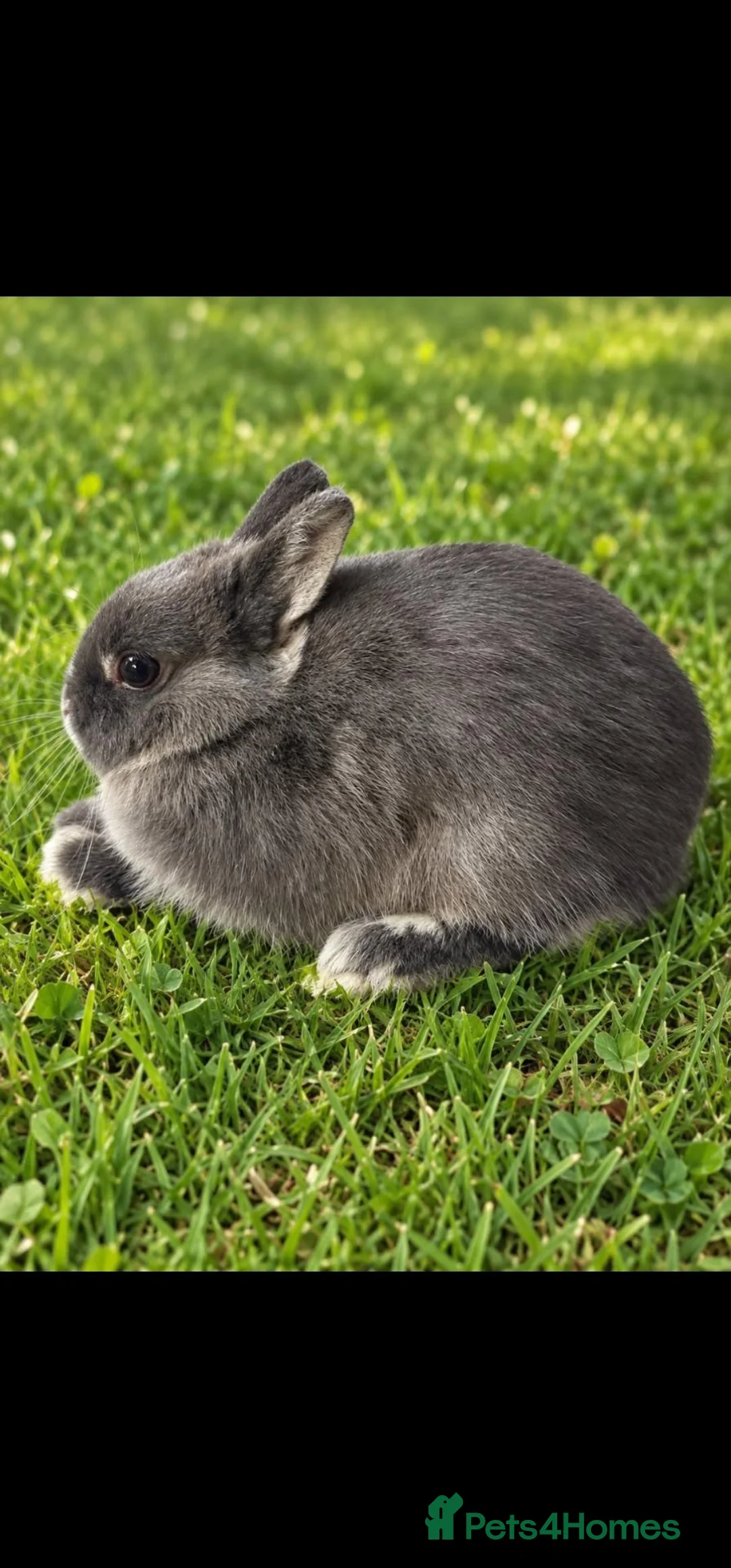 Netherland Dwarf rabbits for sale: Blue Otter Netherland Dwarf Doe - Advert 1