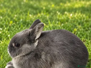 Netherland Dwarf rabbits Blue Otter Netherland Dwarf Doe - Advert 1