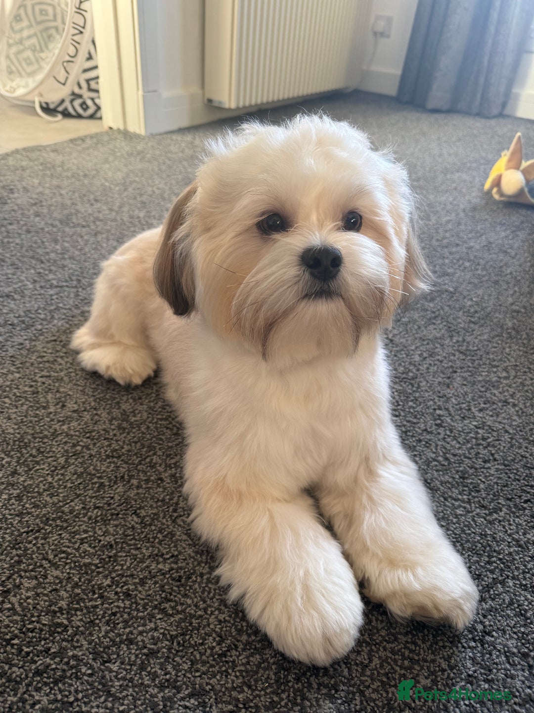 Lhasa Apso dogs for stud: KC Registered Lhasa Apso Stud - Advert 9