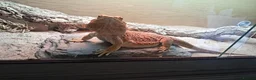 Bearded Dragon reptiles for sale: Female bearded dragon for sale  in Peterborough - Advert 1