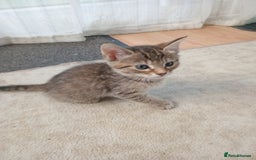 Bengal cats for sale: Adorable kittens ready to leave  - Image 2