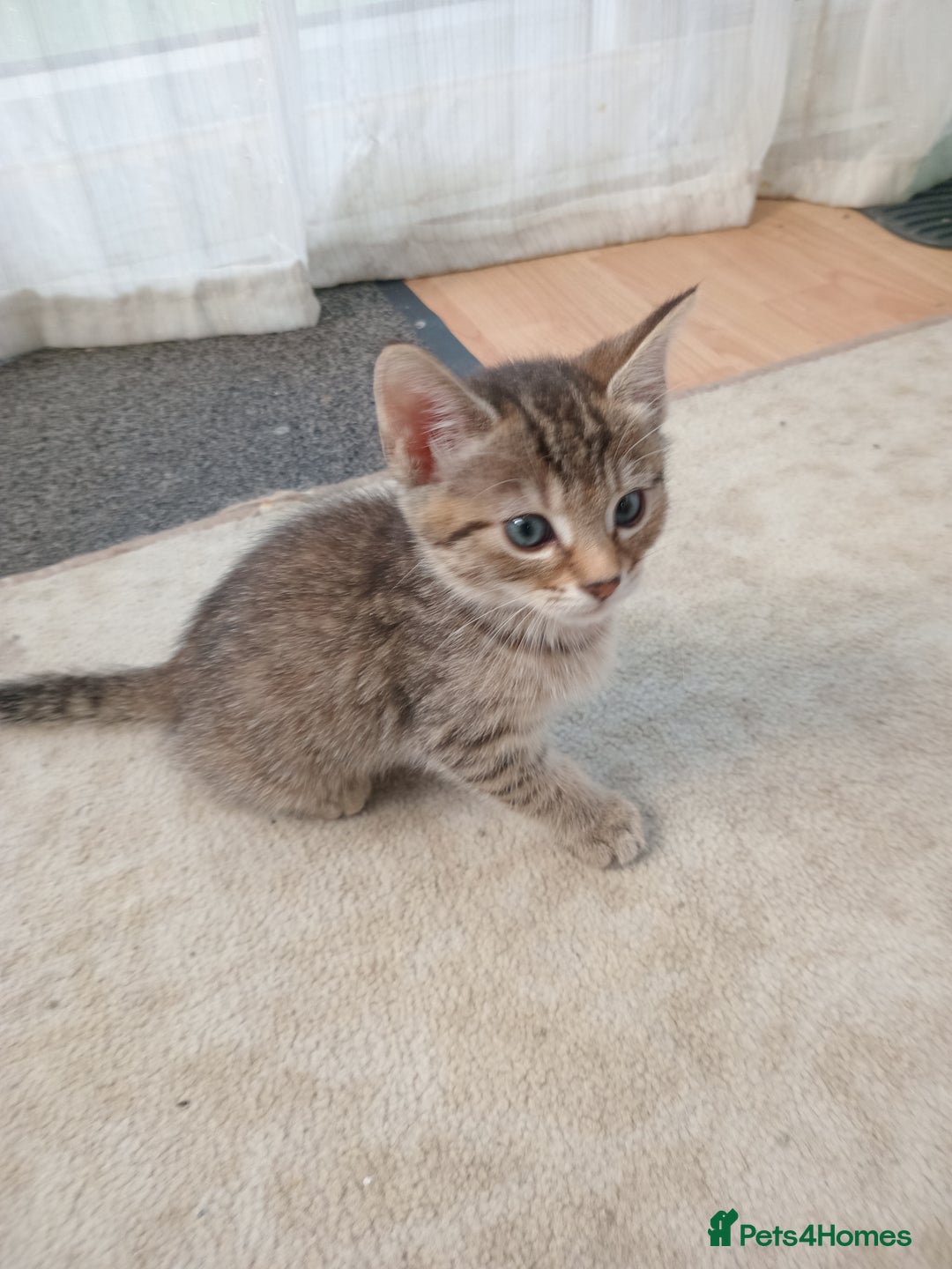 Bengal cats for sale: Adorable kittens ready to leave  - Image 2