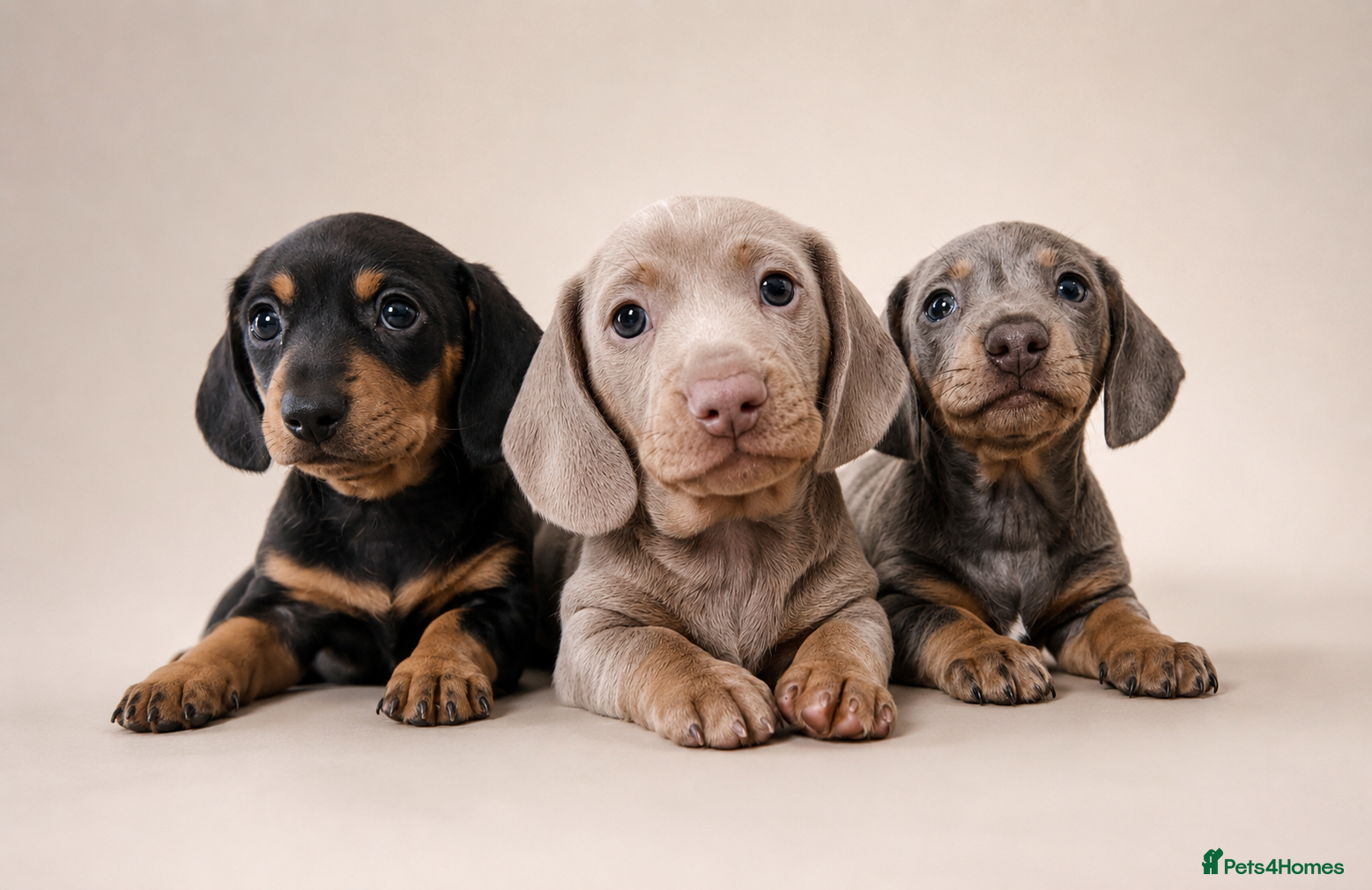 Miniature Dachshund dogs Kc reg miniature smooth haired dachshund  - Advert 14