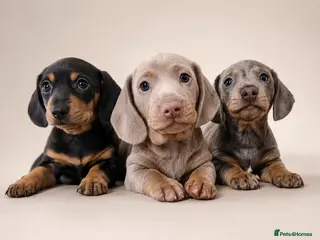 Miniature Dachshund dogs Kc reg miniature smooth haired dachshund - Advert 10