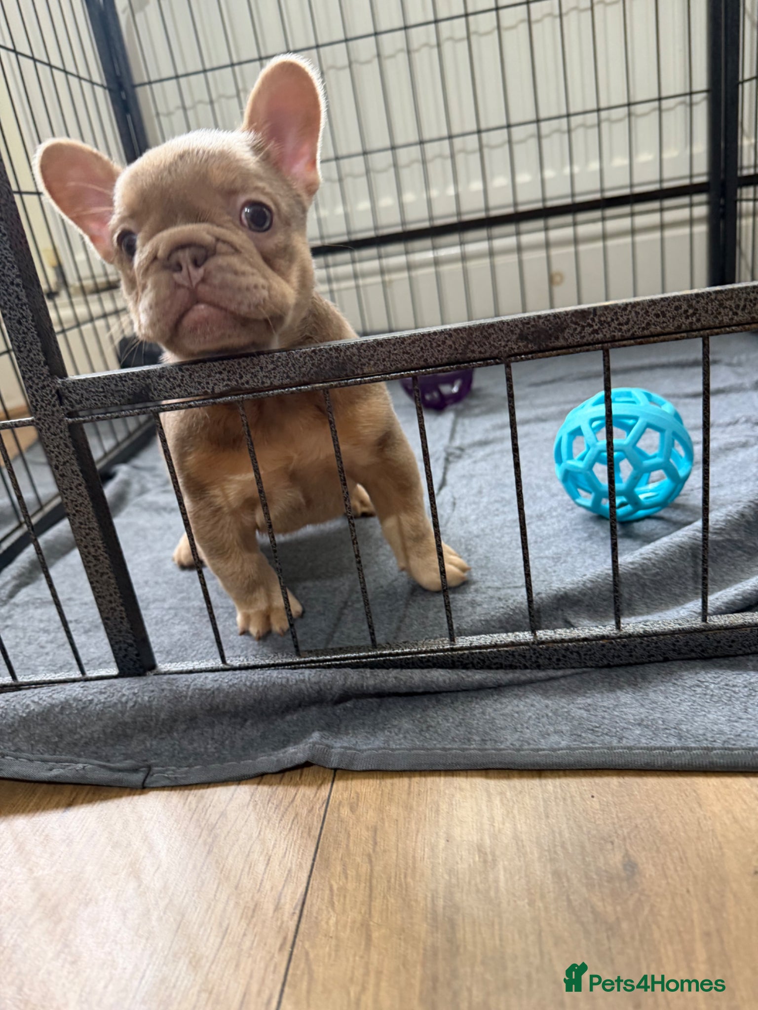 French Bulldog dogs New Shade Isabella  Puppies/Last boy - Advert 19