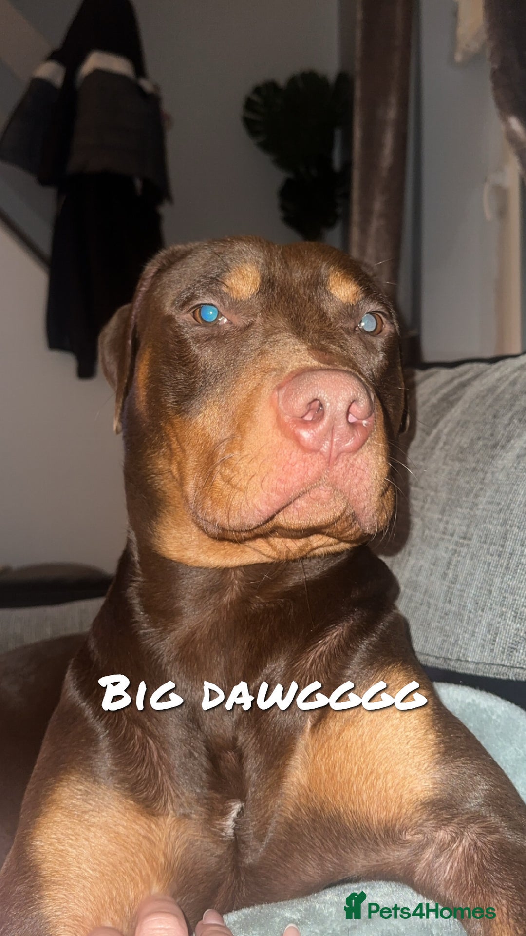 Mixed Breed dogs for sale: Doberman cross staff  - Advert 6