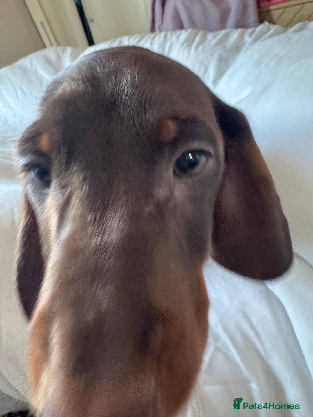 Miniature Dachshund dogs for sale: miniature dachshund for sale  - Advert 16