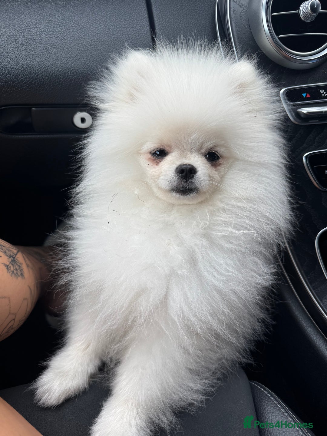 Pomeranian dogs for sale: Male 9 Month Old Miniature Pomeranian  - Image 2