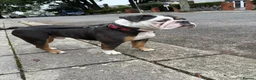 English Bulldog dogs for sale: 3‑Year‑Old New English Bulldog, Neutered, rehome in Plymouth - Advert 5