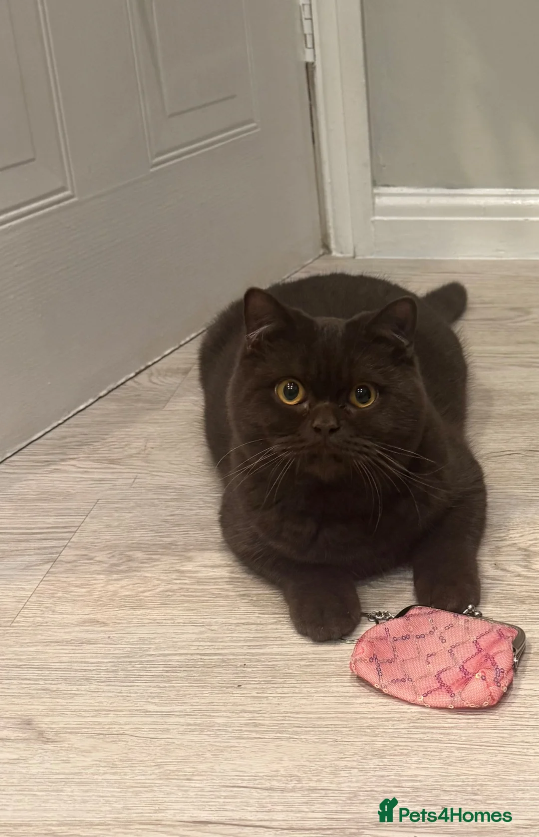 British Shorthair cats for sale: Lovable chocolate male bsh - Advert 1