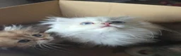 British Longhair cats for sale: Golden British longhair pure bloodline  - Advert 14