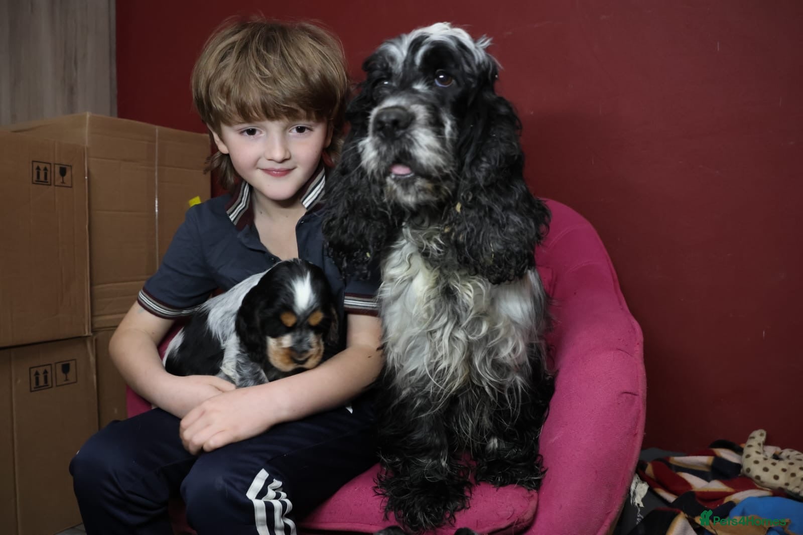 Cocker Spaniel dogs Health tested parents, Stunning little cherubs - Advert 16