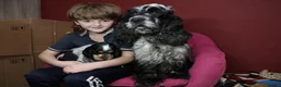 Cocker Spaniel dogs for sale: Health tested parents, Stunning little cherubs - Advert 1