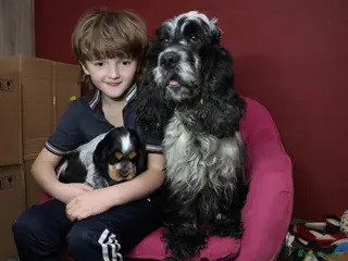 Cocker Spaniel dogs Health tested parents, Stunning little cherubs - Advert 16