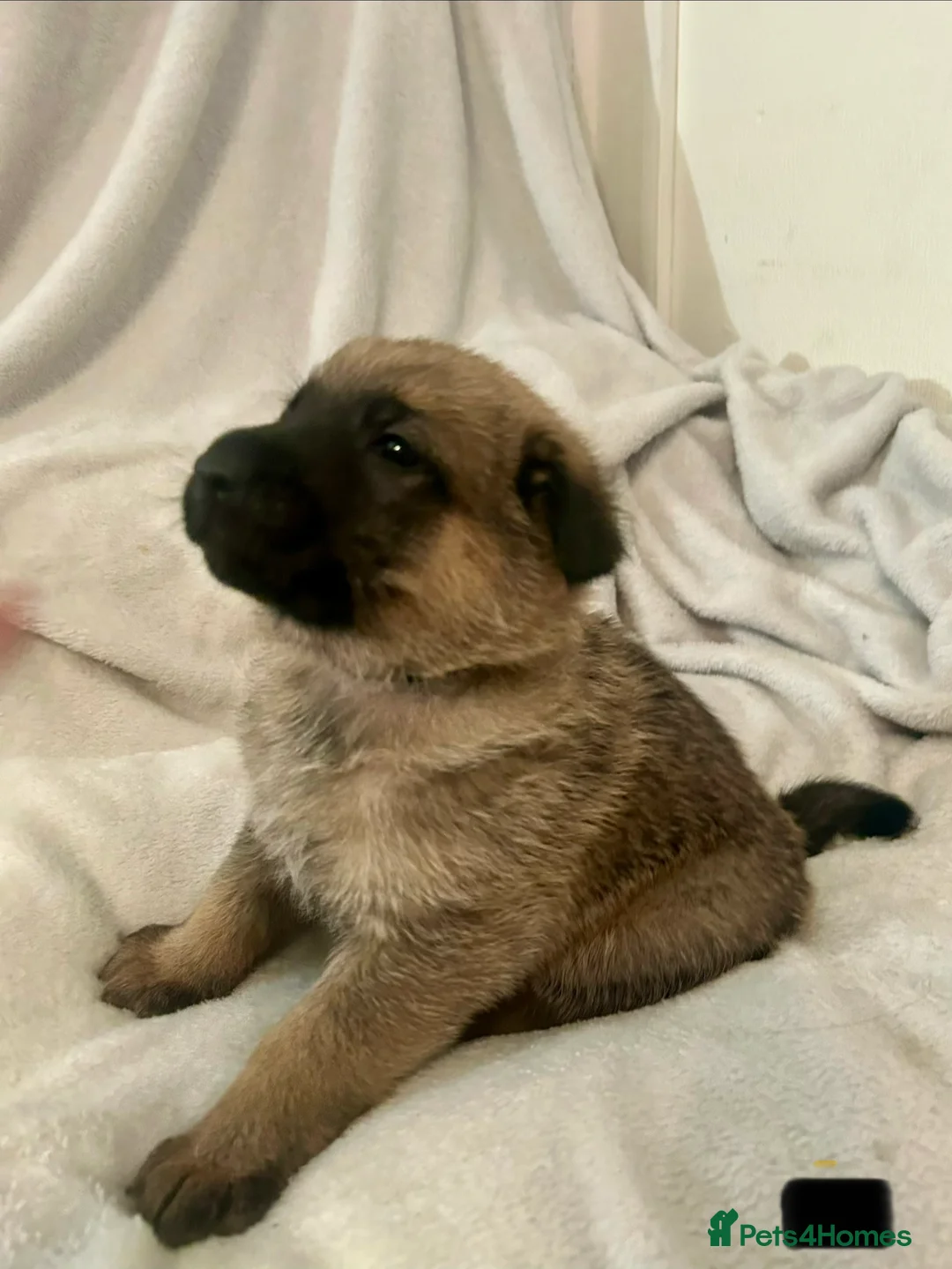 German Shepherd dogs for sale: German shepherd pups - Advert 3