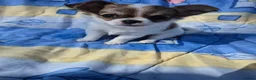 Chihuahua dogs for sale: Stunning Long-Haired Chihuahua Puppies in Guildford - Advert 16