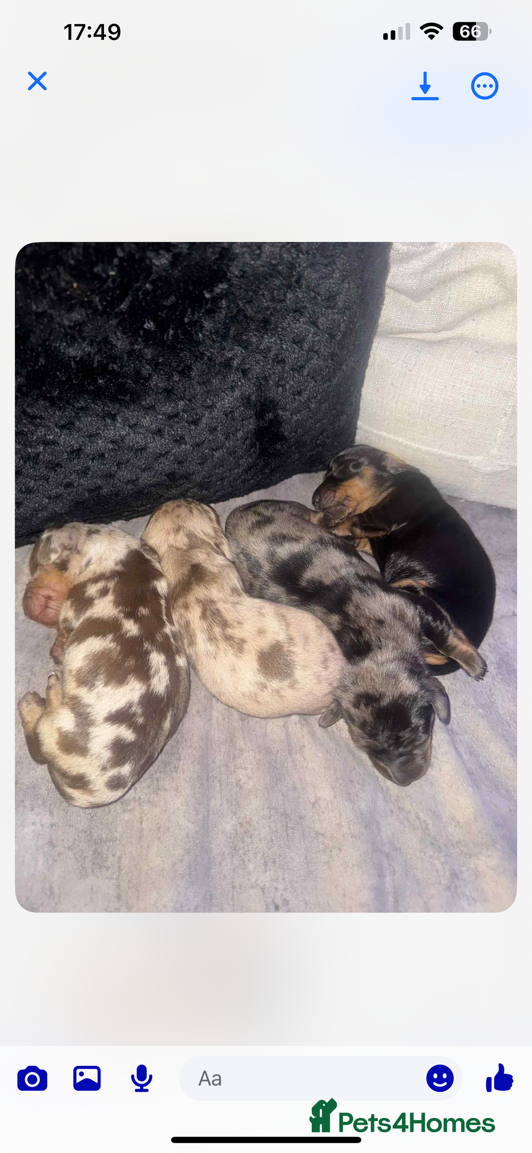 Dachshund dogs for sale: 1 boy 3 girls  - Image 1