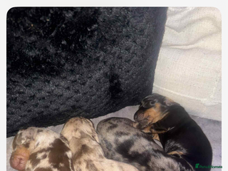 Dachshund dogs - Advert 6