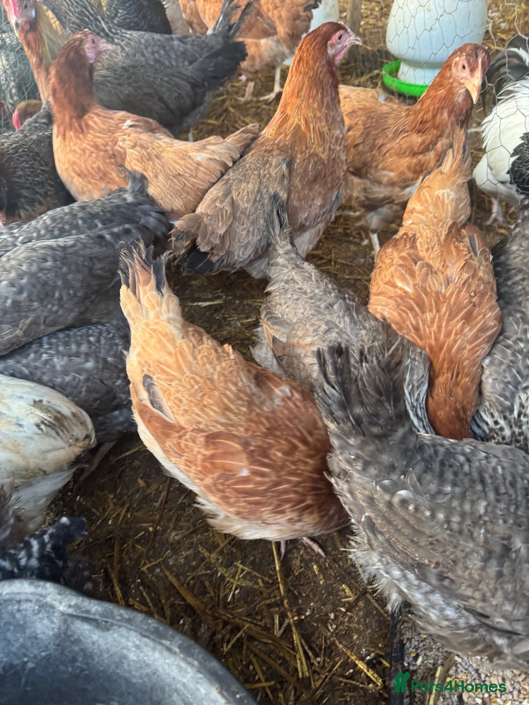 Chickens poultry for sale: Chickens pure breed and mixed breed  - Advert 9