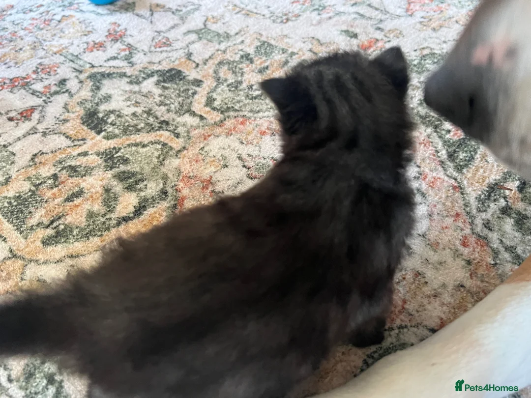 American Wirehair cats for sale: American wirehair cross kittens  in Northallerton - Advert 7