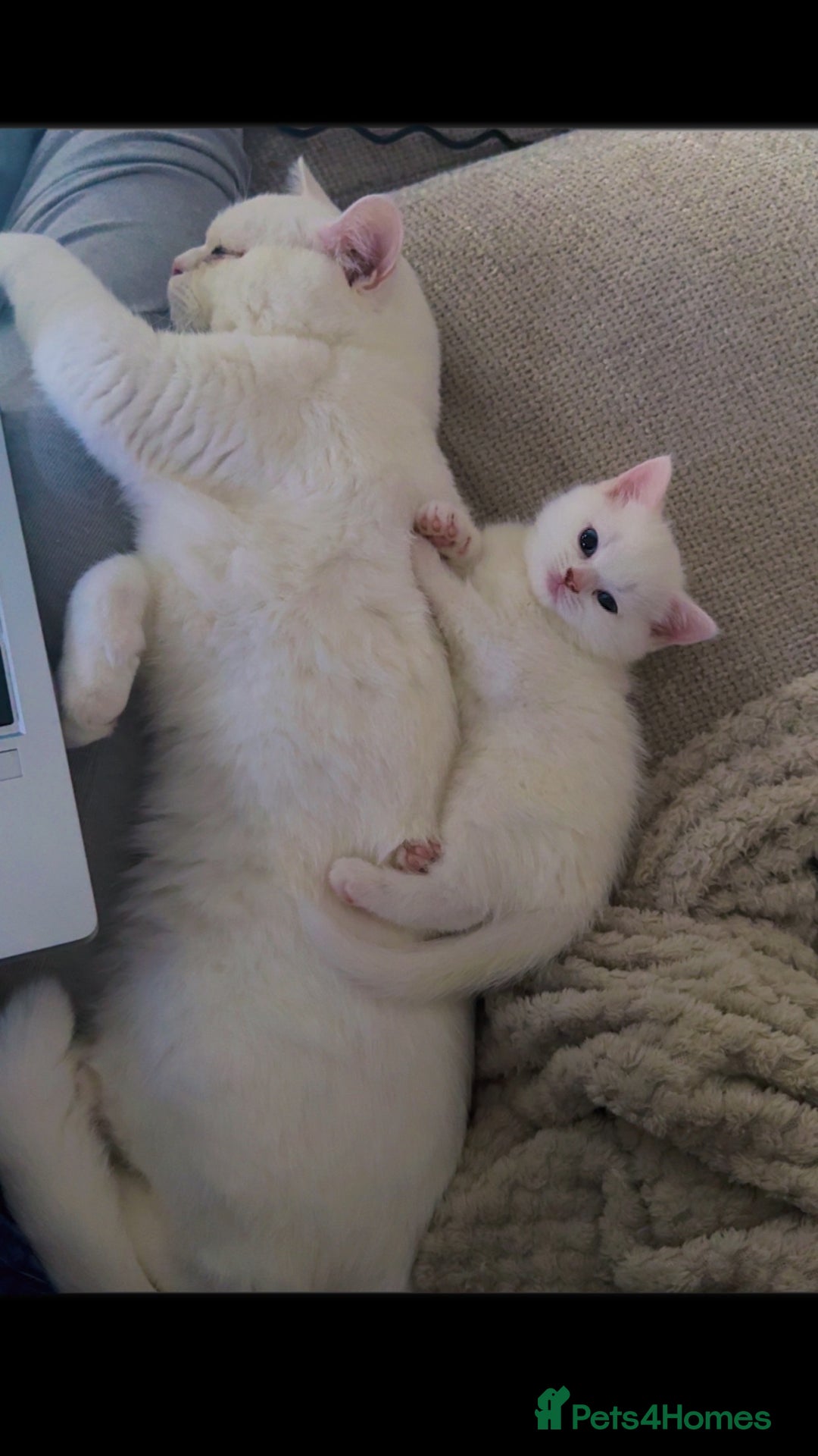 British Shorthair cats for sale: Beautiful rare colour BSH kittens  - Image 5