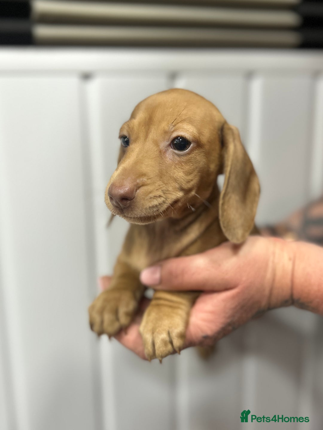 Miniature Dachshund dogs for sale: READY NOW! DAPPLE MINIATURE DACHSHUNDS⭐️ - Image 5