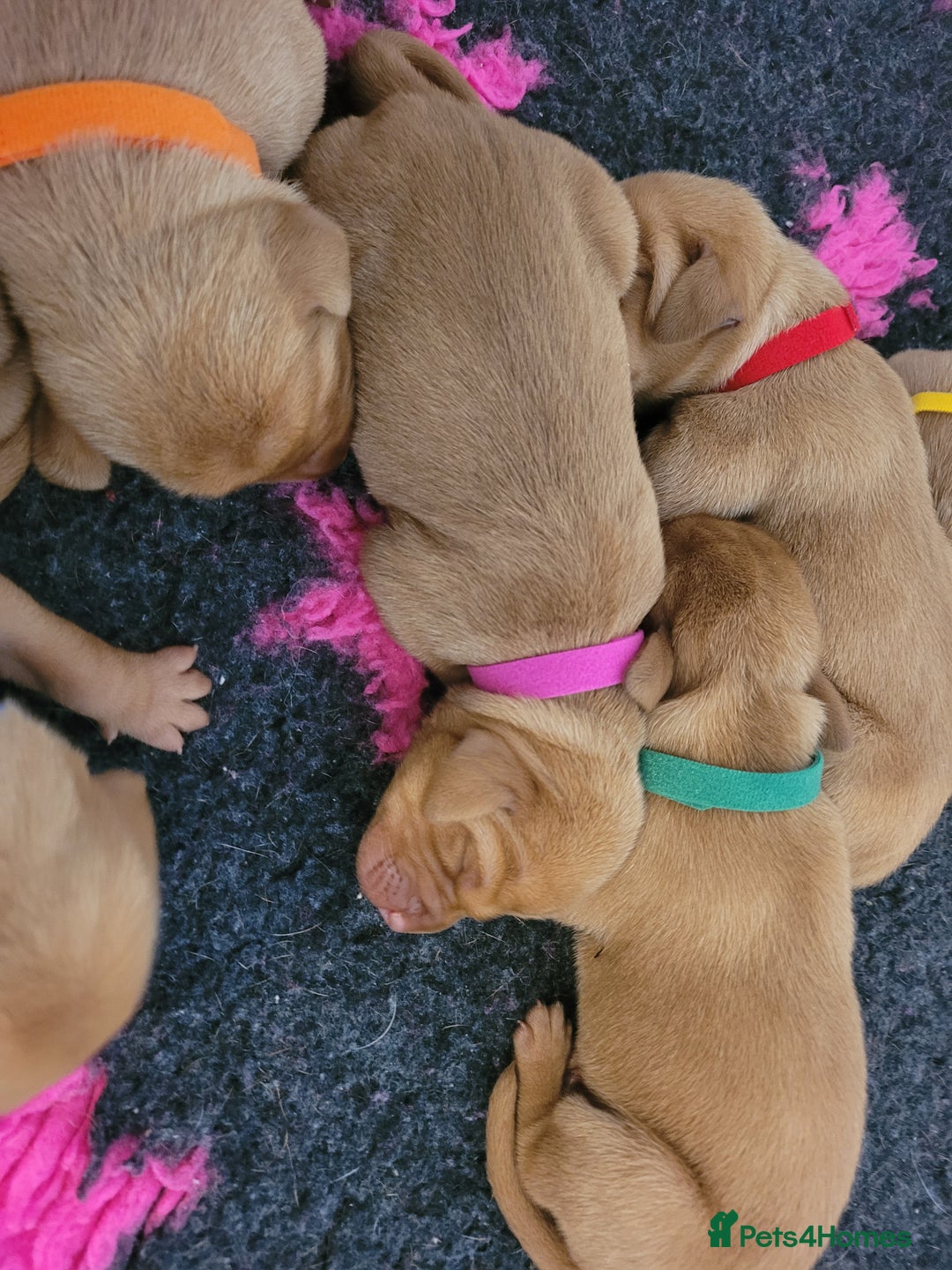 Hungarian Vizsla dogs for sale: Exceptional Hungarian Vizsla Puppies for Sale - Image 5