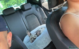 French Bulldog dogs for sale: French bulldog  - Image 4
