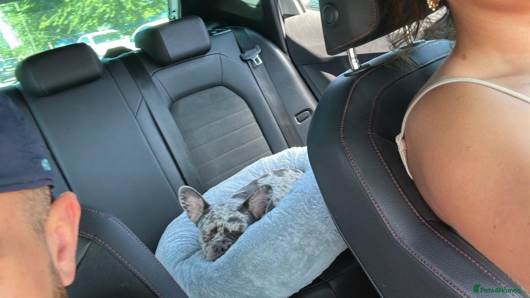 French Bulldog dogs for sale: French bulldog  - Image 4