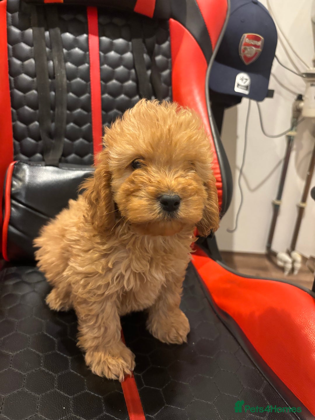 Cockapoo dogs for sale: Beautiful gold Cockapoo puppies - Advert 24