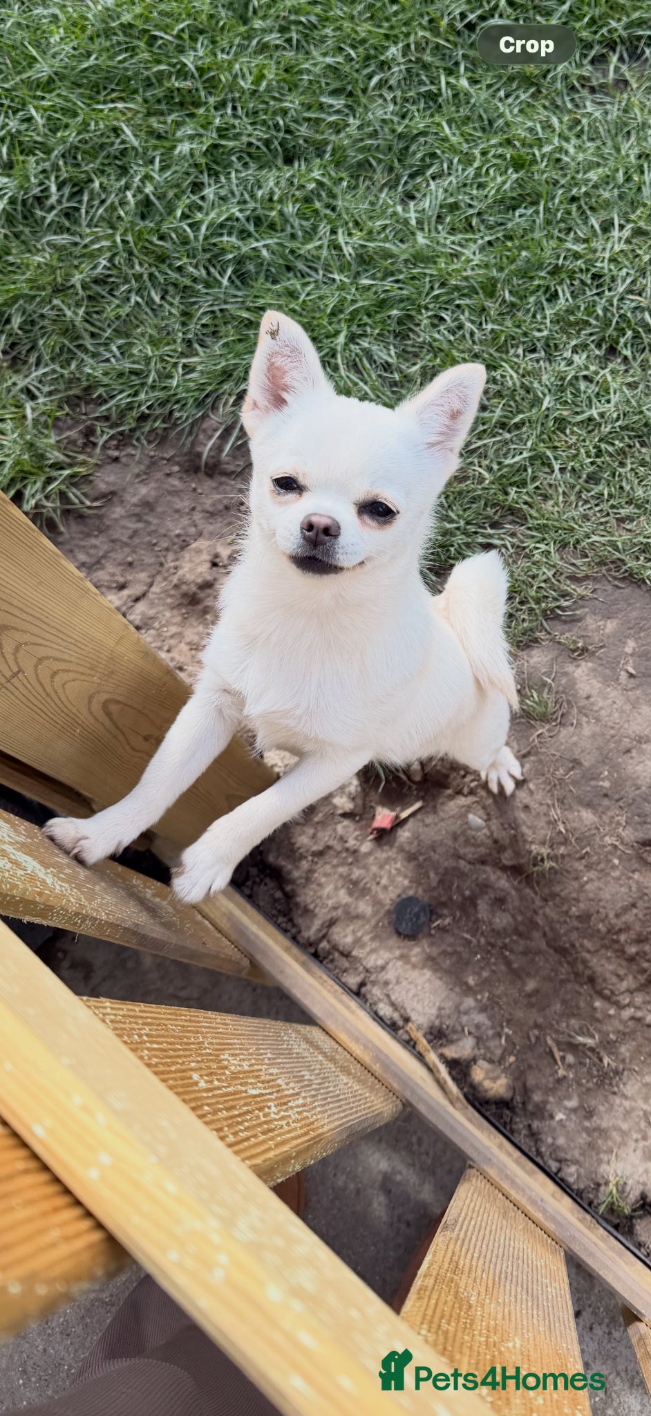 Chihuahua dogs Female Chihuahua - Advert 17