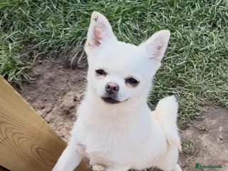 Chihuahua dogs Female Chihuahua - Advert 17