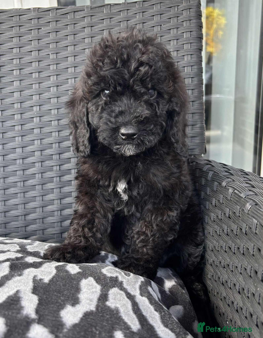 Cockapoo dogs for sale: Cockapoo - Image 4