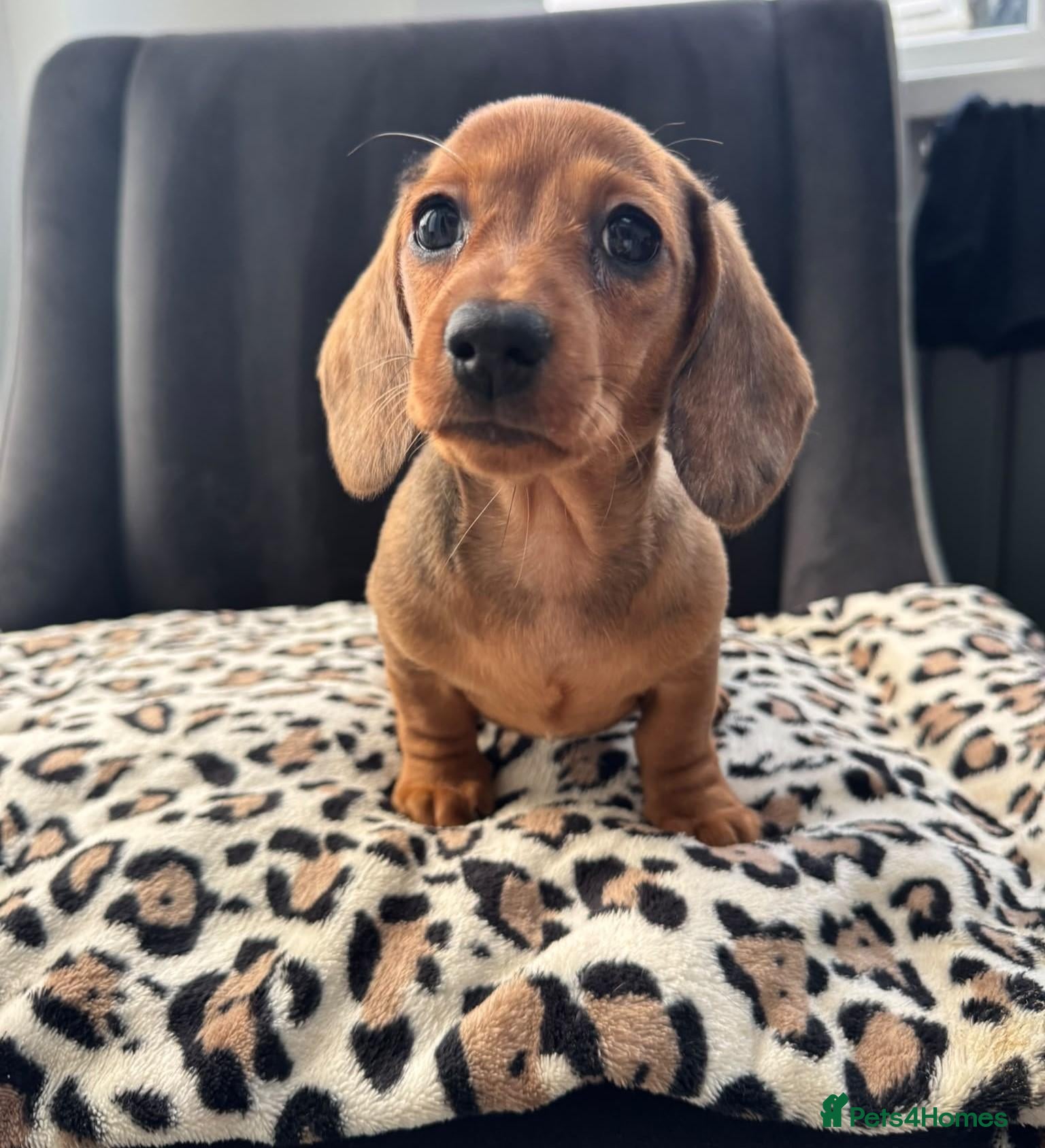 Miniature Dachshund dogs Lovely Mini Dachshunds - Advert 5
