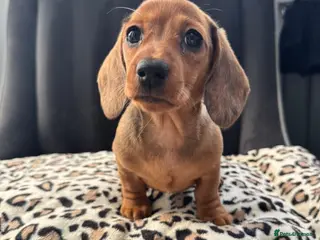 Miniature Dachshund dogs Lovely Mini Dachshunds - Advert 5