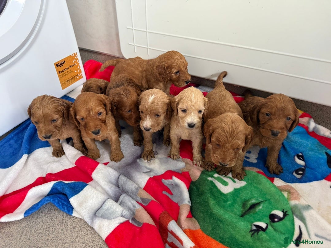 Cockapoo dogs for sale: 9 F1 cockapoo puppies for sale  - Image 1