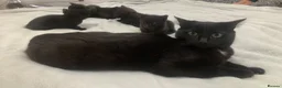 Mixed Breed cats for sale: Gorgeous mixed kittens  - Advert 3