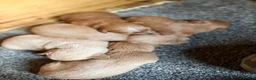 Mixed Breed dogs for sale: Beautiful Westiepoo Puppies - Advert 15