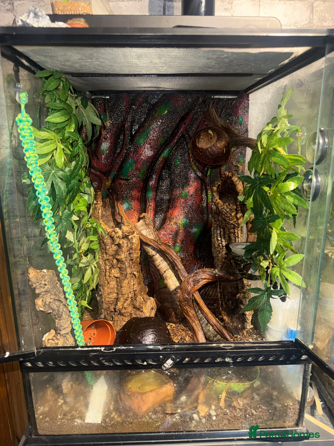 Gecko reptiles for sale: For sale, 5 geckos mixed - Advert 4