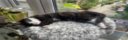 Mixed Breed cats for sale: Siamese snowshoe mixed kittens  - Advert 8