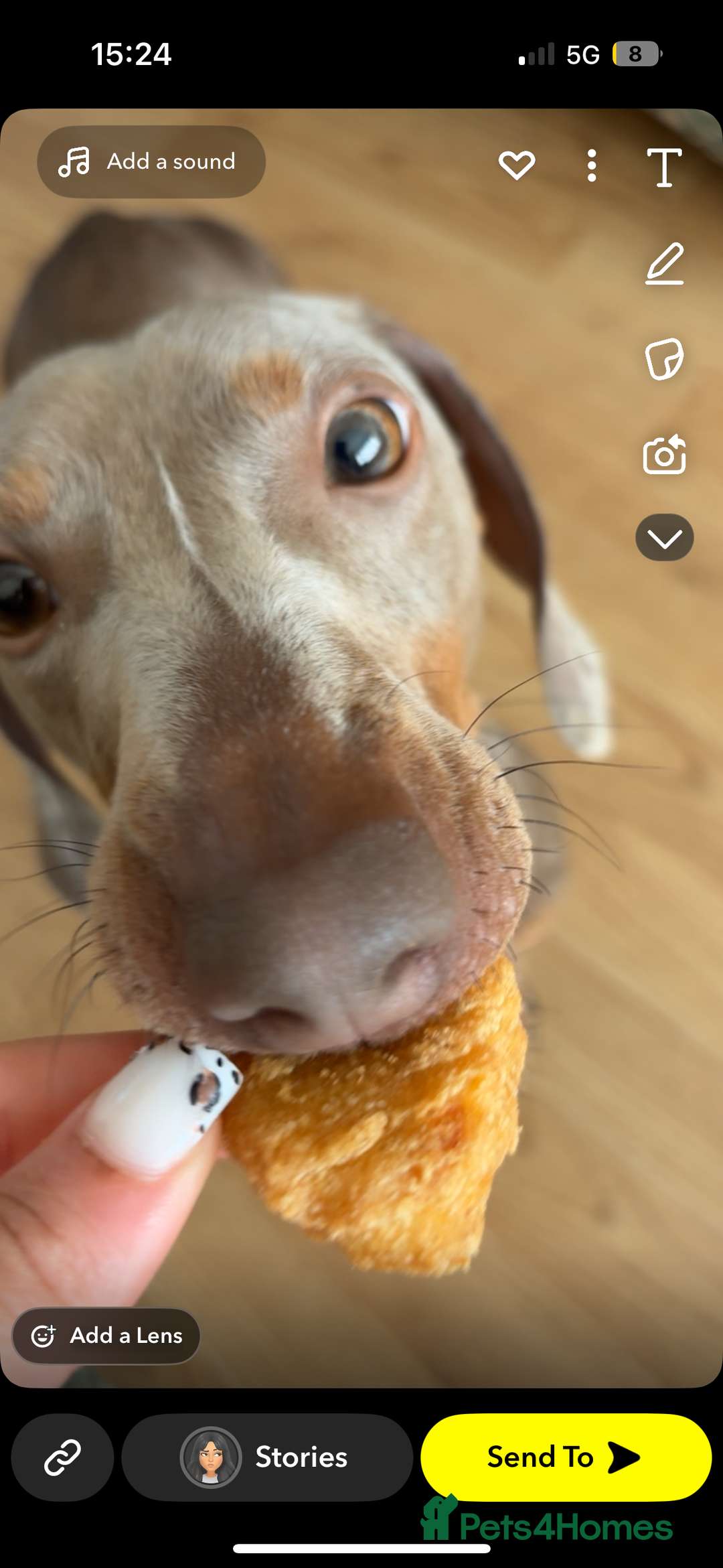 Dachshund dogs for sale: Beautiful isabella blue grey dachshund for sale 2y - Image 4