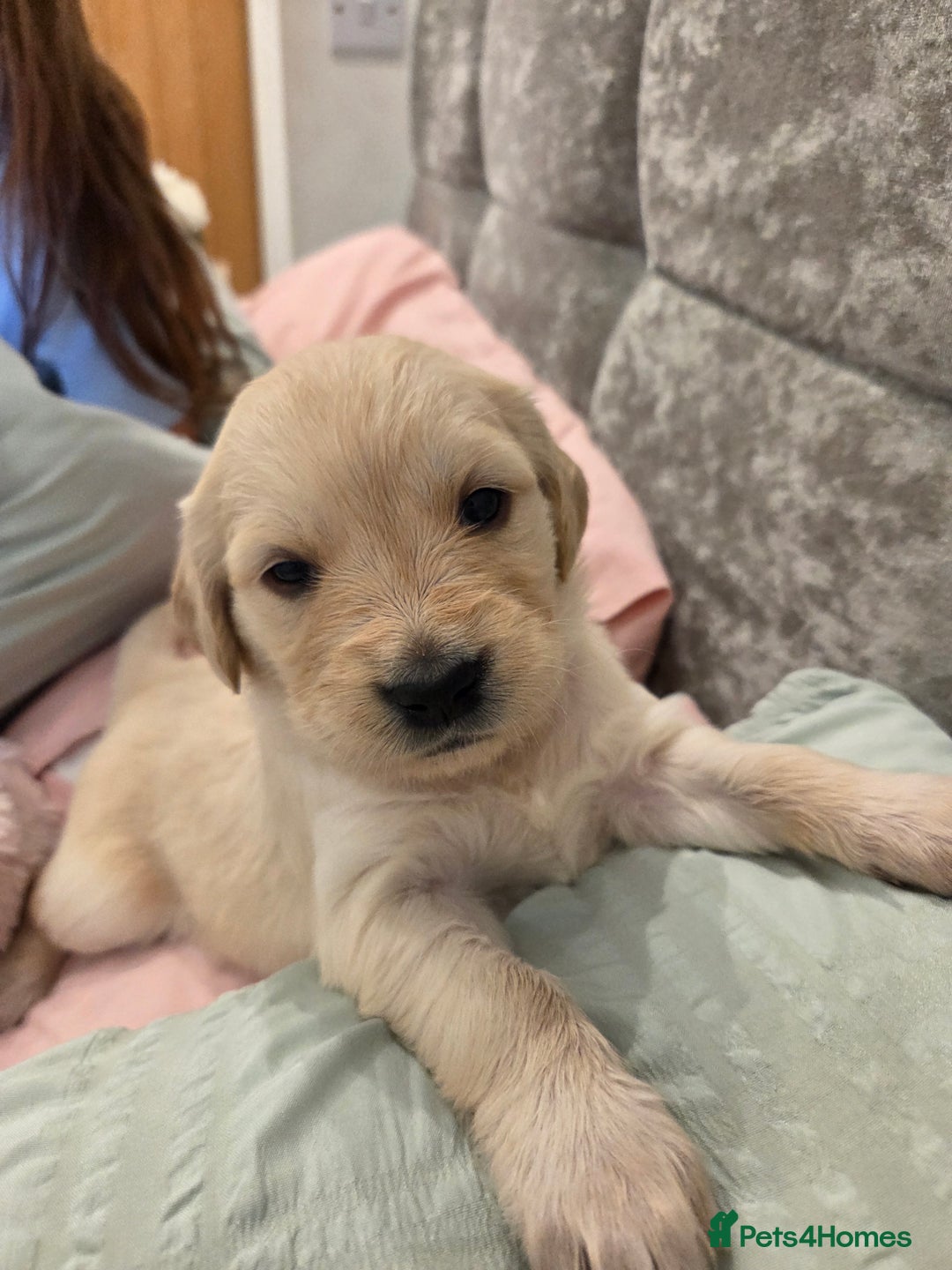 Golden Retriever dogs for sale: KC registered Beautiful Golden retriever puppies  - Advert 16