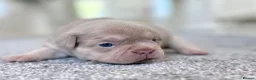 French Bulldog dogs for sale: EPIC KC FRENCH BULLDOG PUPPIES!! in Tredegar - Advert 14
