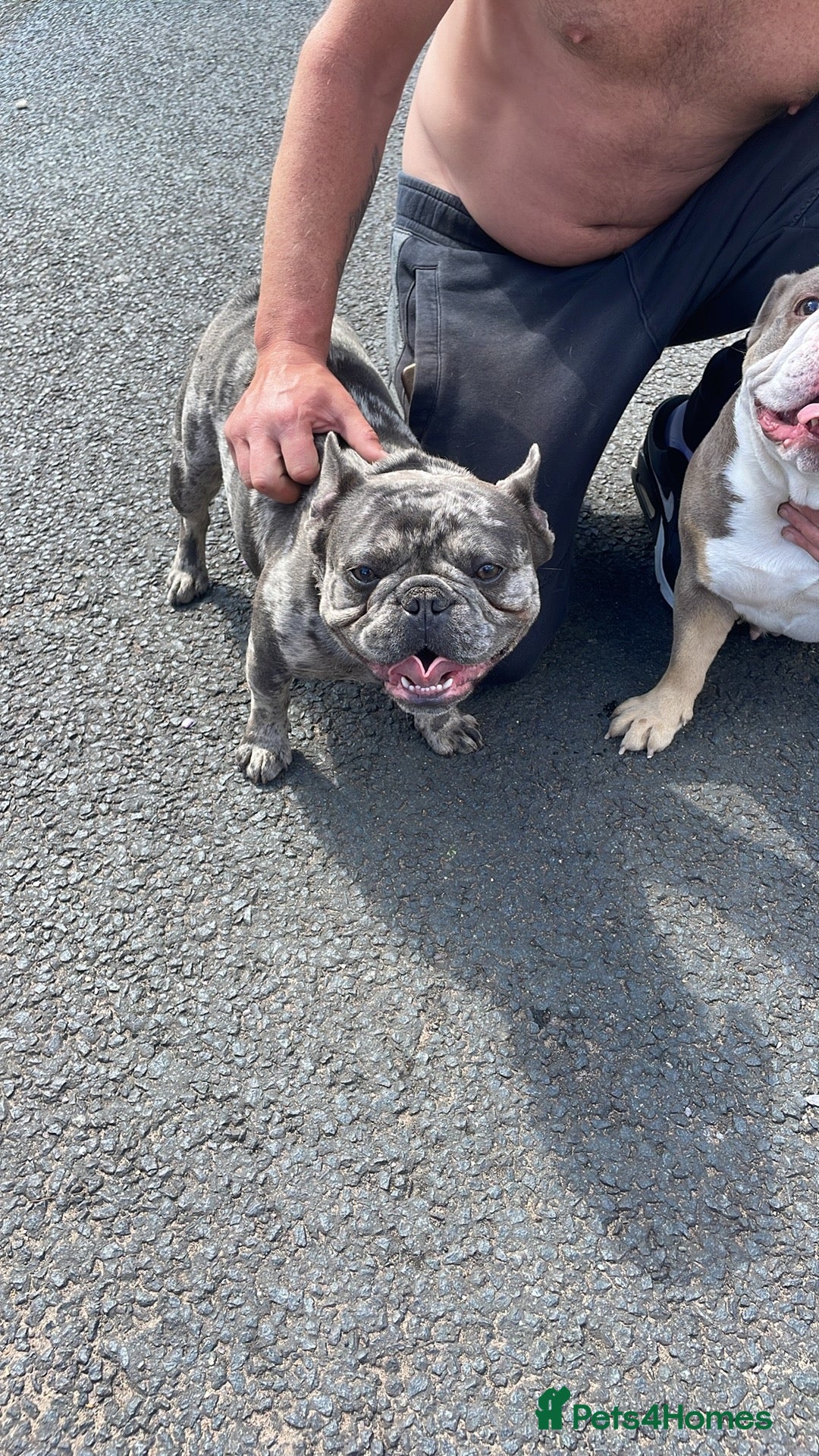 French Bulldog dogs for sale: French bulldog - Image 1