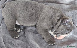 English Bulldog dogs for sale: Winnies babies - Image 12