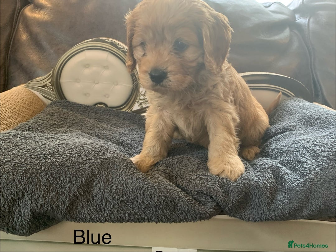 Cavapoo dogs for sale: Outstanding F1 Apricot Cavapoo puppies  - Image 14