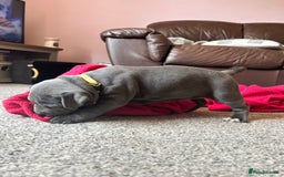 Mixed Breed dogs for sale: Four cane Corso and staff bullterrier mix.  - Image 5