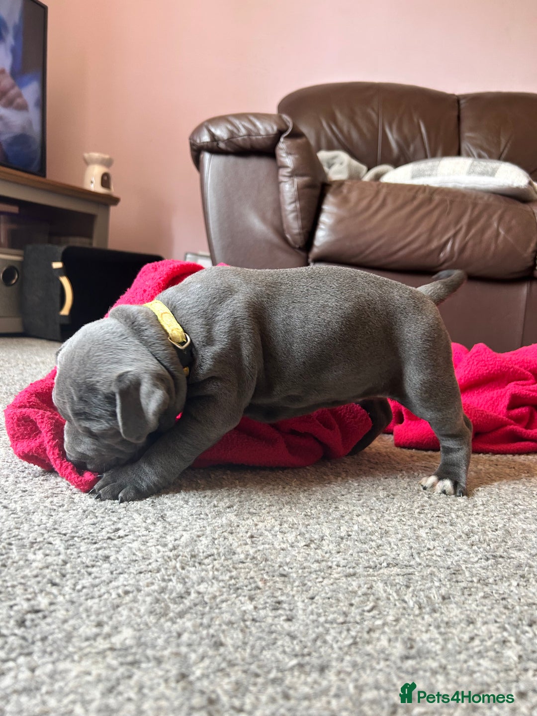 Mixed Breed dogs for sale: Four cane Corso and staff bullterrier mix.  - Image 5