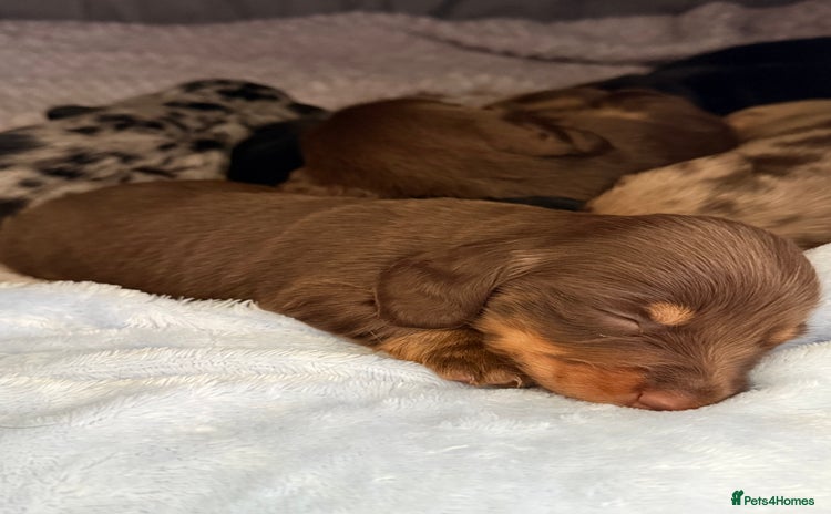 Miniature Dachshund dogs - Advert 4