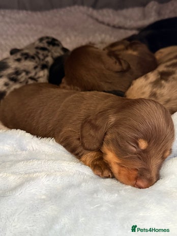 Miniature Dachshund dogs - Advert 4
